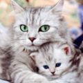 Музыкалочка