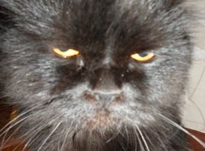 мой котик