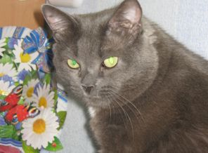Мой любимый котофеич!!!