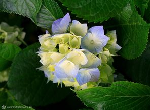 Hydrangeas