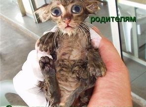 котище