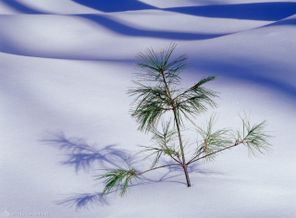 WallpapersMania_vol25-8087
