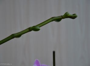 DSC_0030