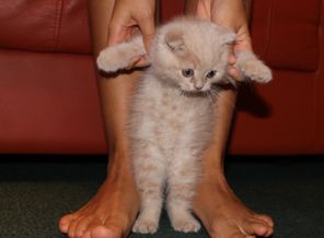 Наш котик