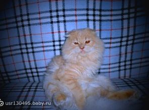 а это наш любимый котейка Месси!!!