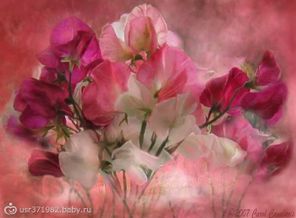 18_SweetPeas_Pic