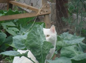 DSC06438