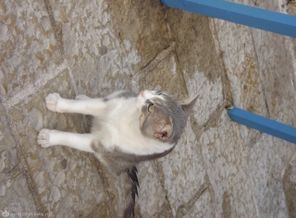 Еще один которский кот)
