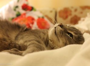 Кот Кузька