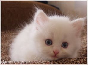 наш котеночек))очень люблю его!
