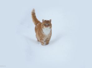 Перс