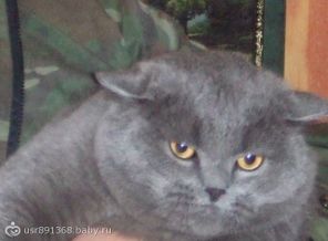 котик мой любимый