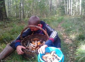 Вот сколько грибов