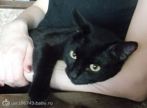 наш кот мурзик