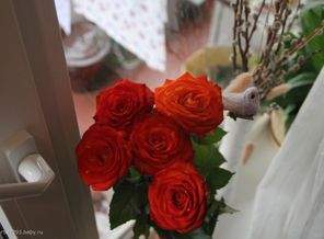 IMG_4239