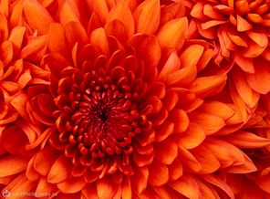 Chrysanthemum