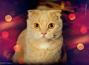 котэ