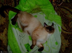 мой котейка