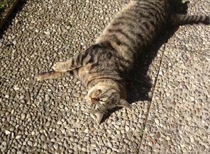 Мой котик,он все наровит залесть на живот)))