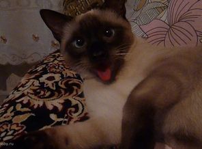мой котейка