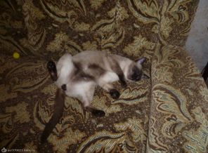 мой котейка