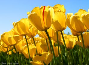 Tulips
