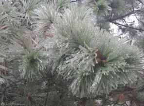 сосна во льду