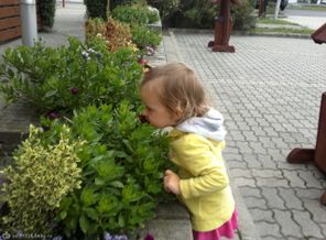 Цветы 2013.09.18