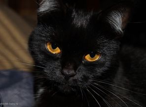 Кошечка
