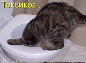 токсикоз