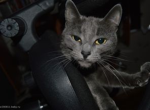 Кошка моя=)