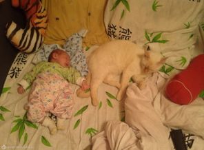 кот и диня