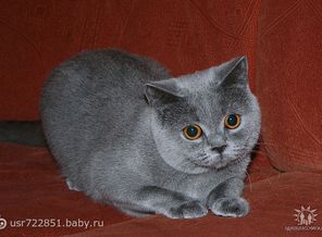 Сантана. Мама нашей кошки.