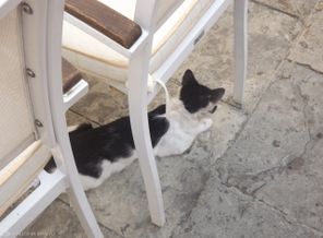 Которский кот)))