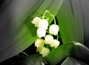 IMG_0066