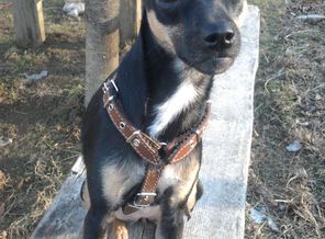 Бакси