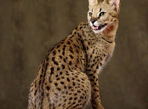 savannah5