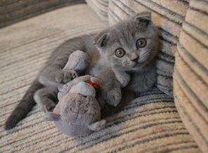 наша любимая кошечка Джеси