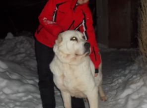 аза