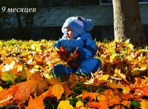 кленовые листочки