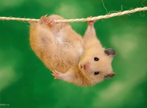 Hang in There