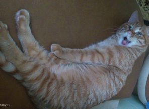 котэ улыбаеццоооо))))
