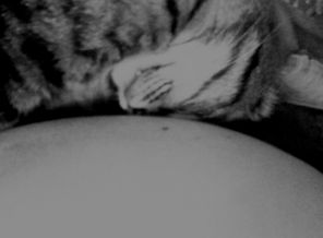 Любимый котик и родной животик :)