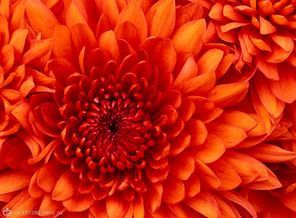 Chrysanthemum
