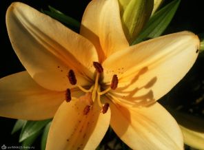 Фото0563