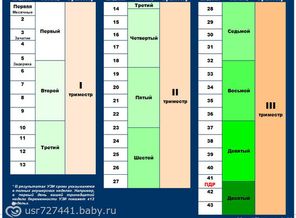 Беременность. Недели,месяцы,триместры