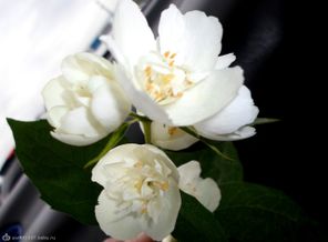SAM_0834