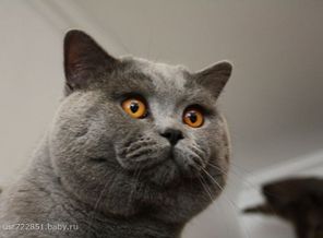 Антон. Папа наших первых котят. Жених Беллы.))