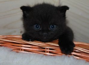 Аполлоша. Сын нашей Беллочки.