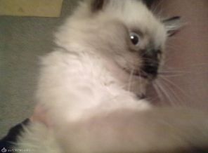 мой кот